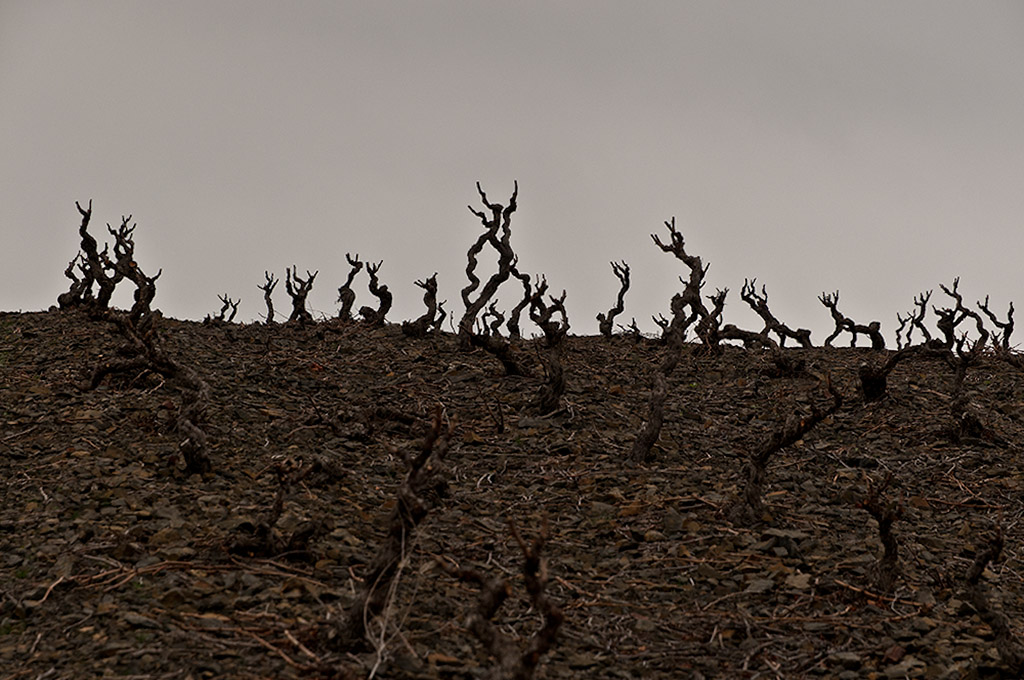 Maury Vineyards in winter Vines in winter