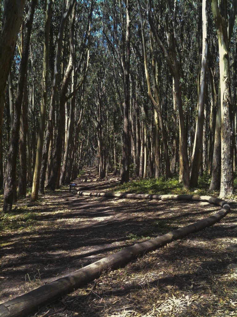 Andy Goldsworth in Presidio