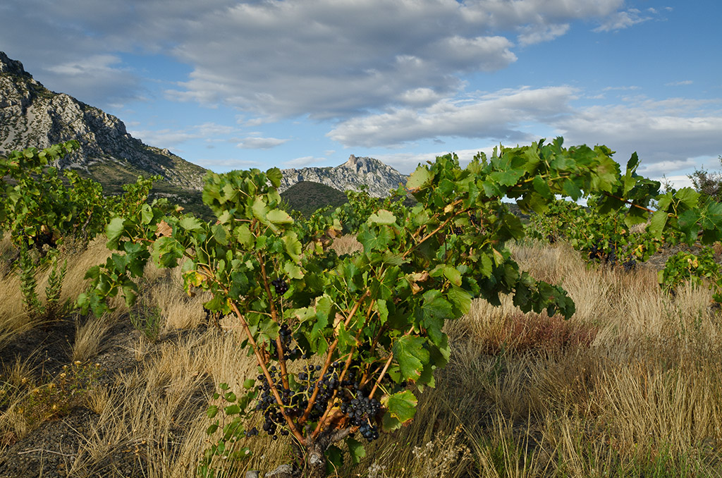 Maury_August-0233-Edit vineyard in August