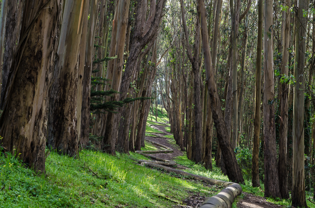 Presidio: Wood Line by Andy Goldsworthy